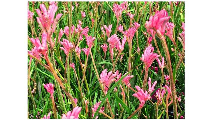 Anigozanthos Bush Gems® Bush Pearl