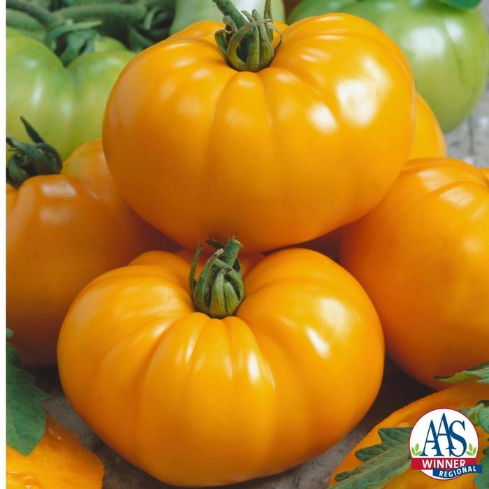 Tomato hybrid Chef's Choice Yellow