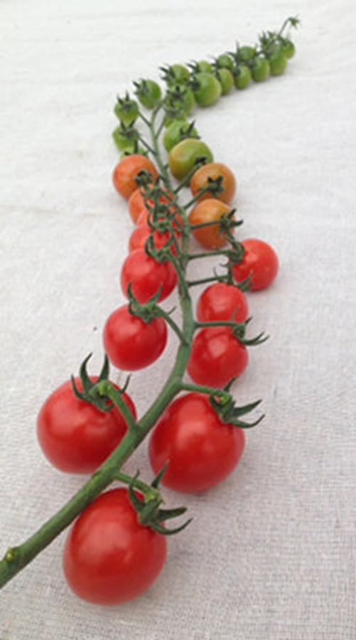 Tomato hybrid Rapunzel