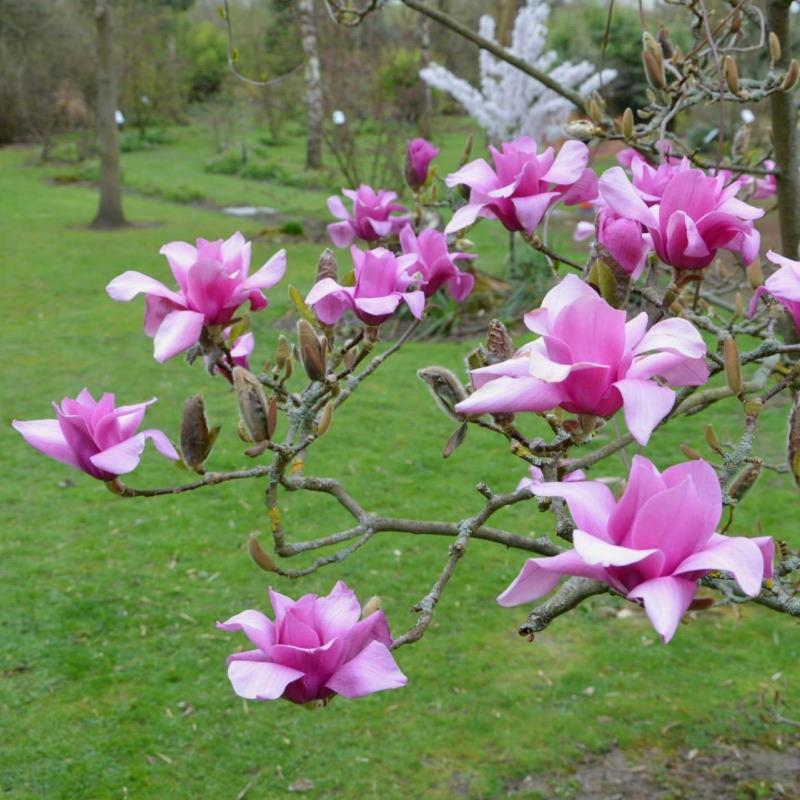 Magnolia Vulcan