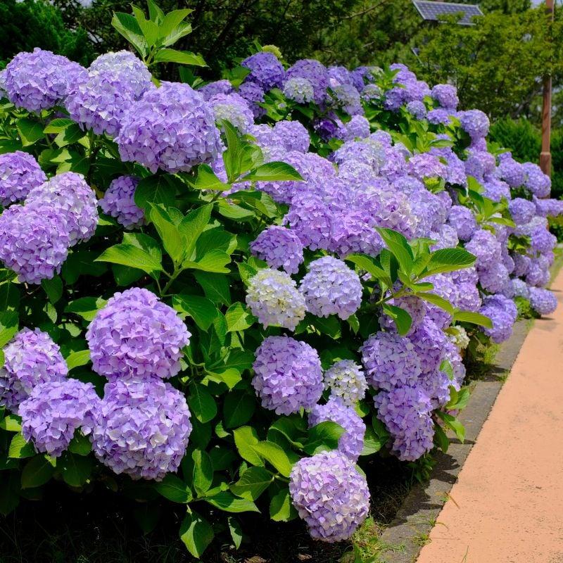 Hydrangea macrophylla Violet Crown