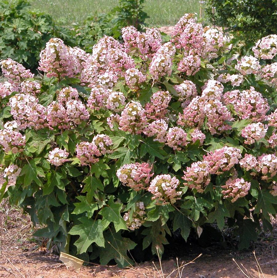 Hydrangea quercifolia Munchkin