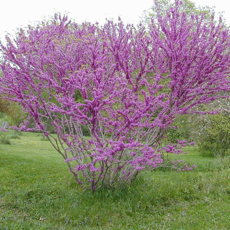 Cercis canadensis Don Egolf