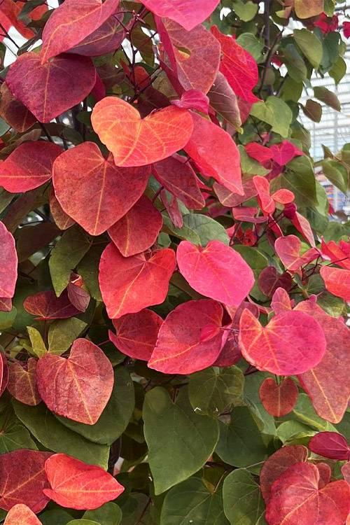 Cercis canadensis Hearts A Fire