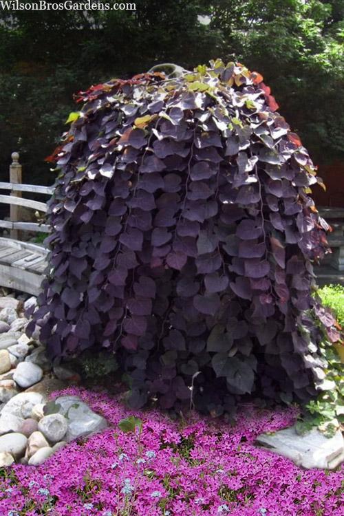 Cercis canadensis Purple Rain