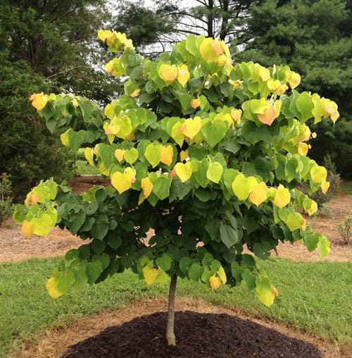 Cercis canadensis Rise and Shine