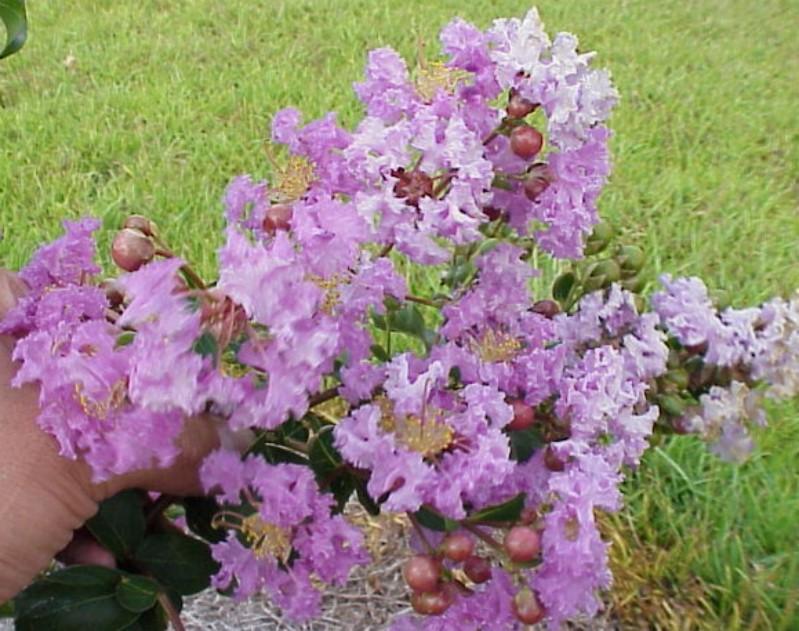 Lagerstroemia indica Muskogee