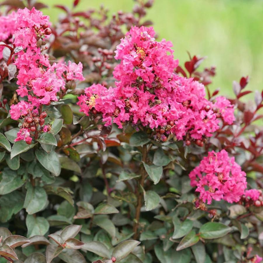 Lagerstroemia indica Pink Velour®