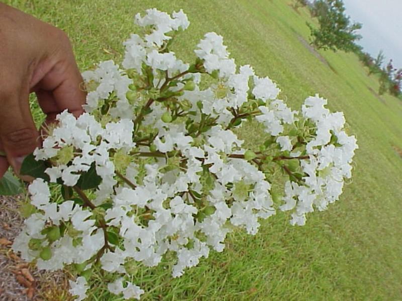 Lagerstroemia indica Sarah's Favorite