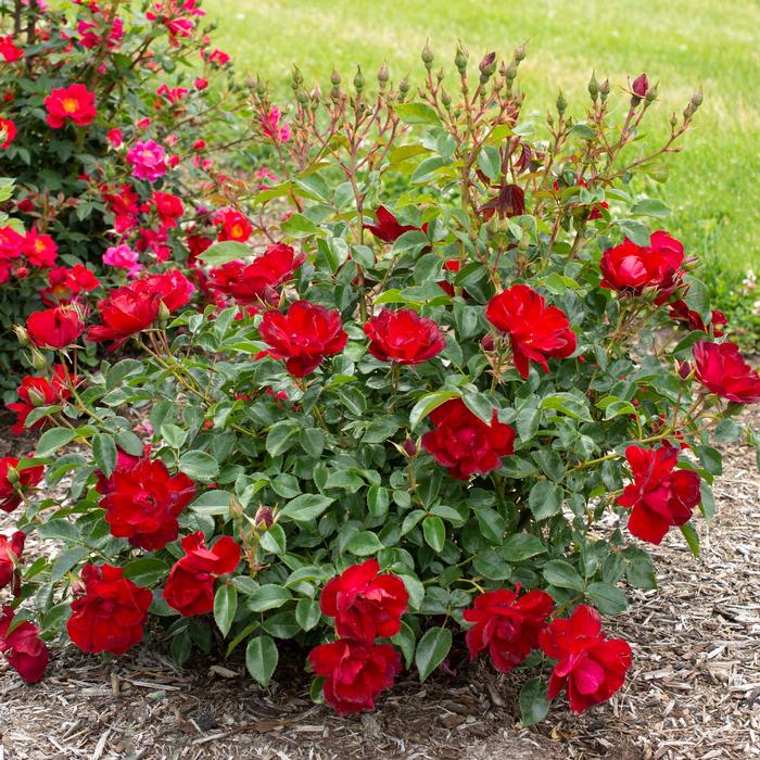 Rosa Brick House® Brick House