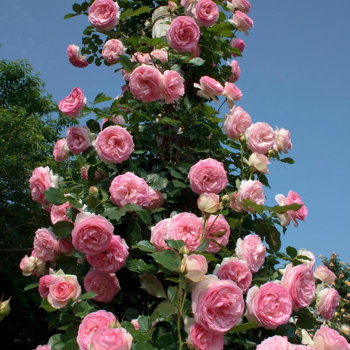 Rosa Eden Climber® Eden Climber