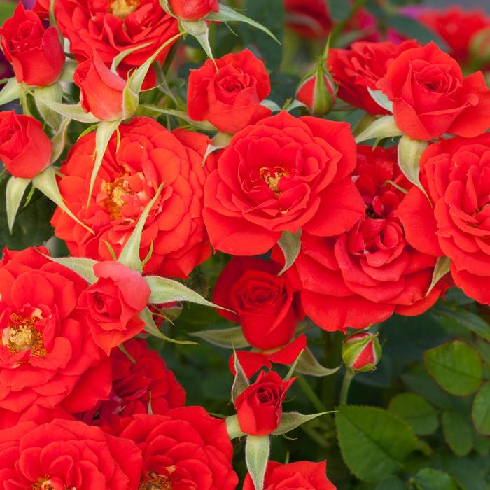 Rosa Sunblaze® Autumn Sunblaze
