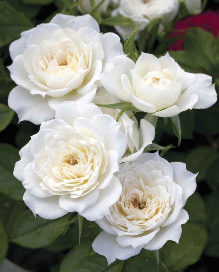 Rosa Sunblaze® Bridal Sunblaze