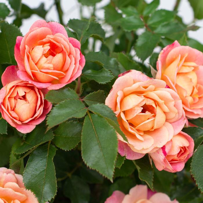 Rosa Sunblaze® Peach Sunblaze