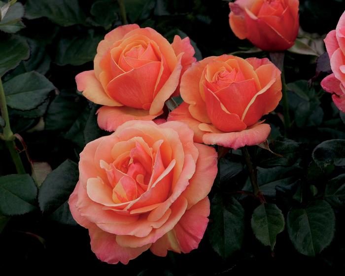 Rosa Anna's Promise™