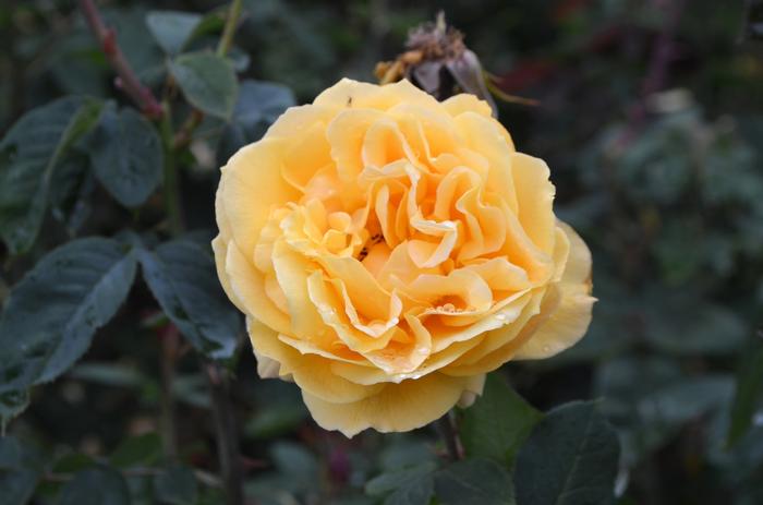 Rosa Ch-Ching