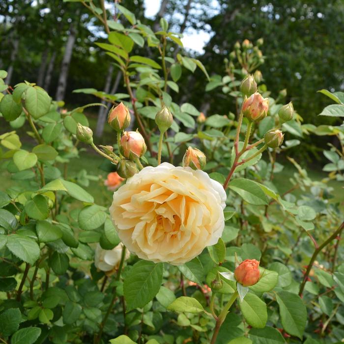 Rosa Charles Darwin
