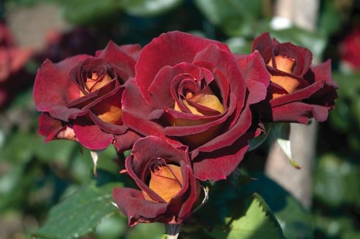 Rosa Dark Night™
