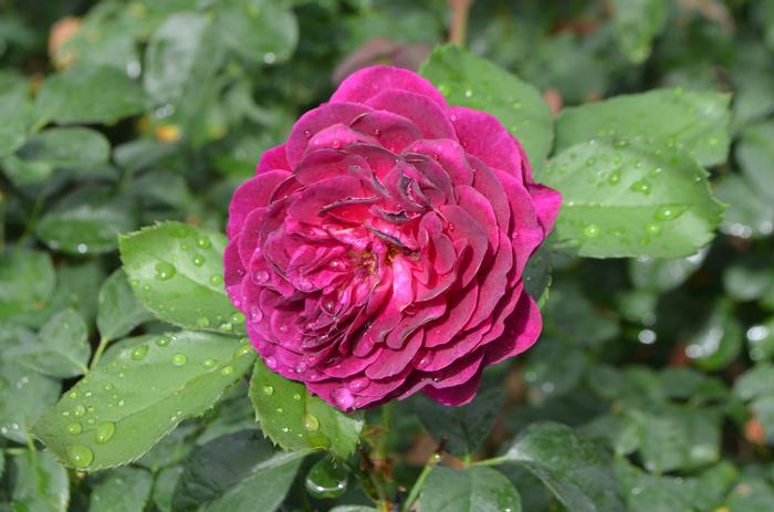 Rosa Ebb Tide™