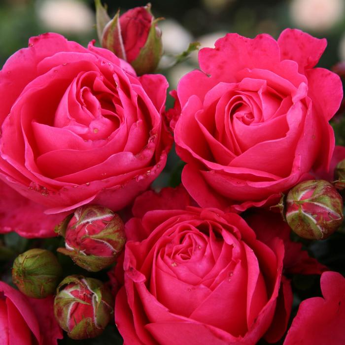Rosa Eleganza® Eleganza Fiji™