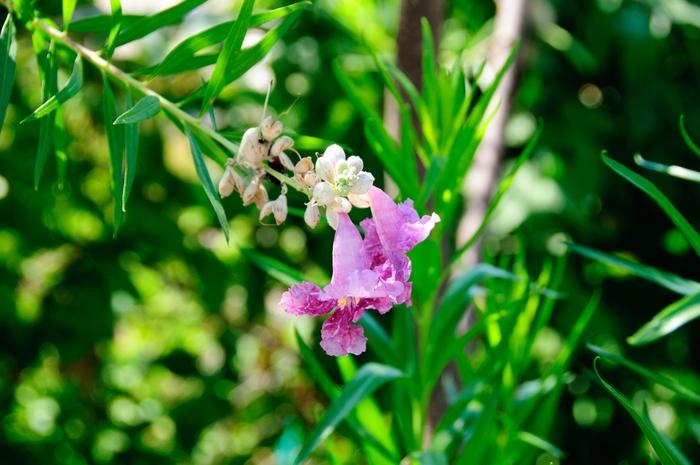 Chilopsis linearis Bubba