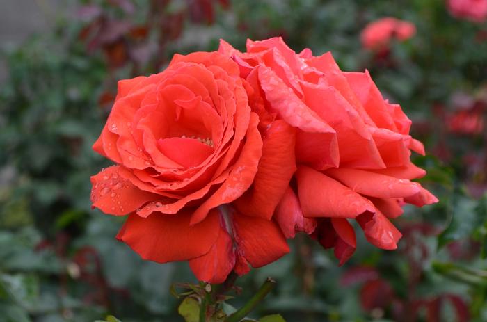 Rosa Fragrant Cloud