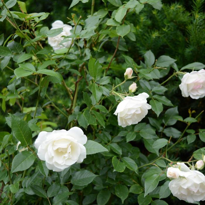 Rosa Iceberg