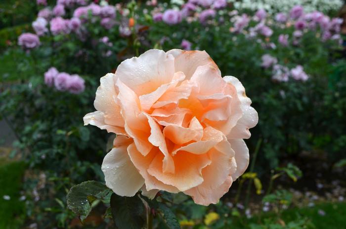 Rosa Just Joey
