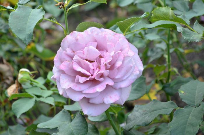 Rosa Koko Loco