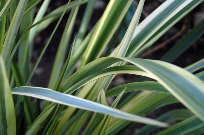Cordyline australis Torbay Dazzler