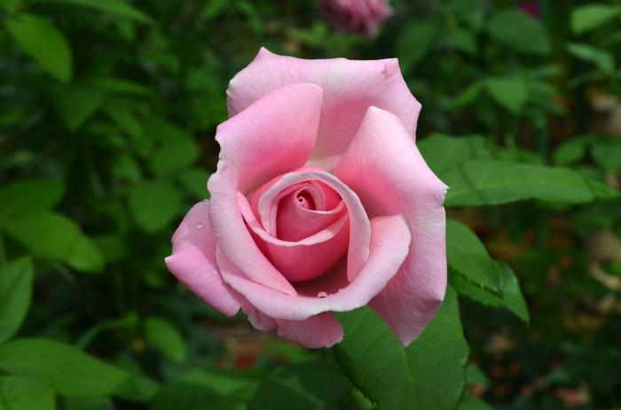 Rosa Memorial Day™