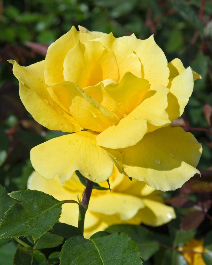 Rosa Midas Touch
