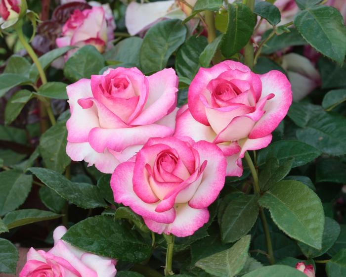 Rosa Miss Congeniality