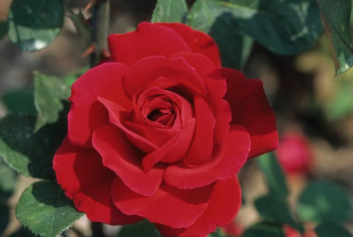 Rosa Mister Lincoln