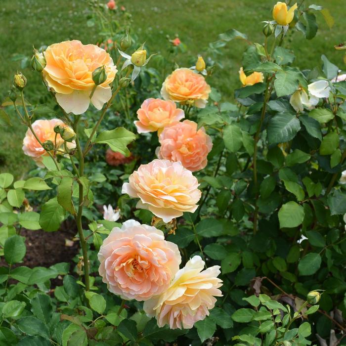 Rosa Molineux