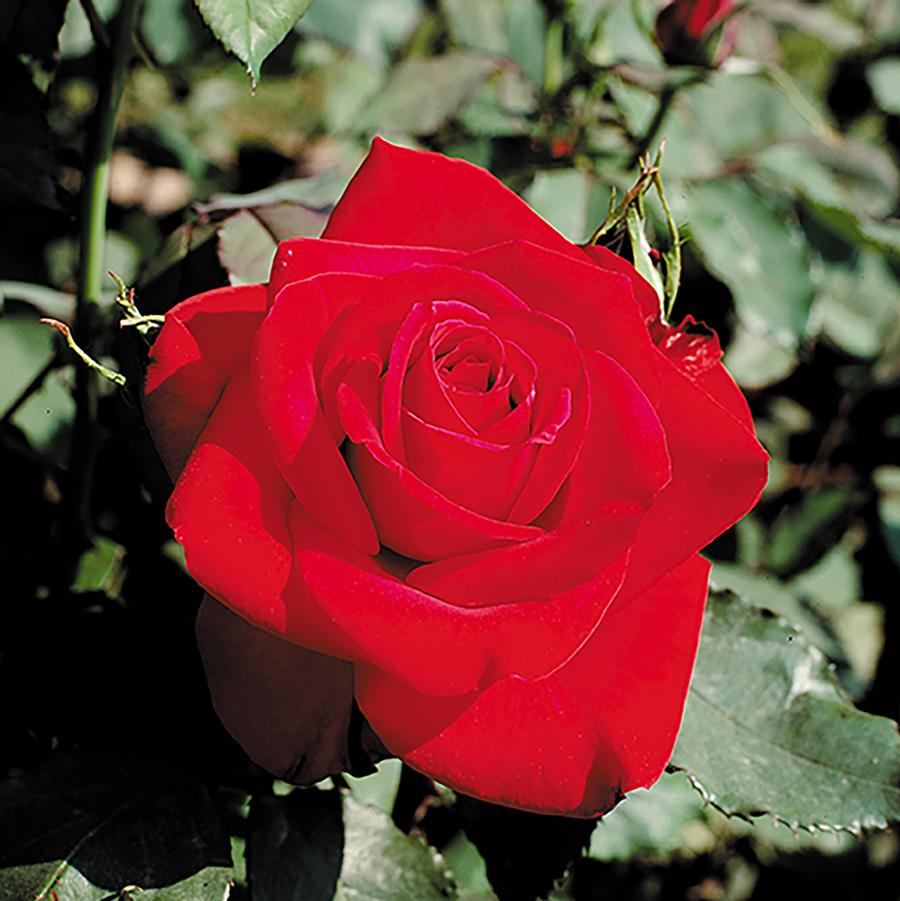 Rose Olympiad