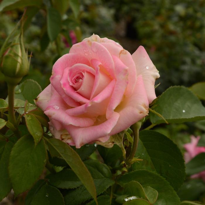 Rosa Painted Porcelain