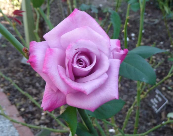 Rosa Paradise