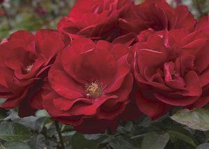 Rose Preference