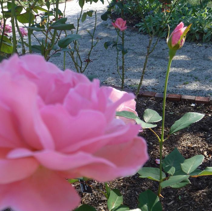 Rosa Queen Elizabeth