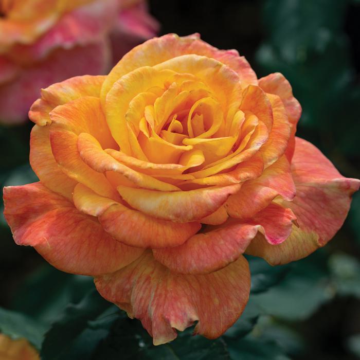 Rose Rio Samba