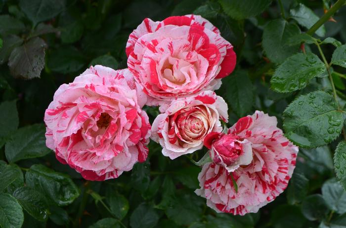 Rosa Scentimental™