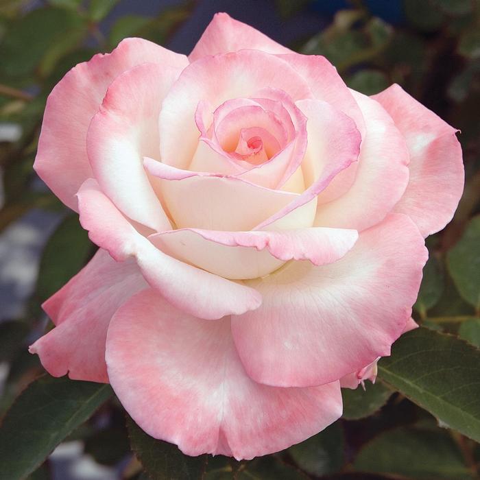 Rosa Secret™