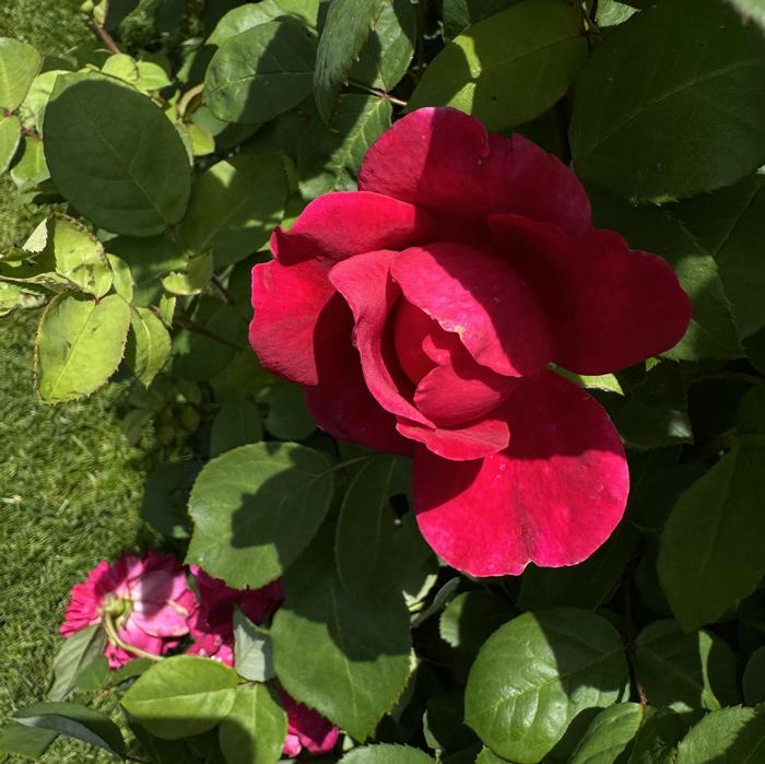 Rosa Sophy's Rose