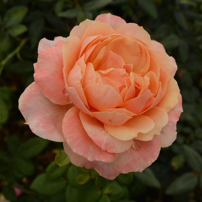 Rosa State of Grace