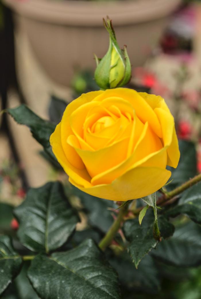 Rosa Veranda® Veranda Sunbeam™