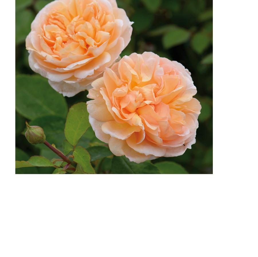 Rose The Lady Gardener