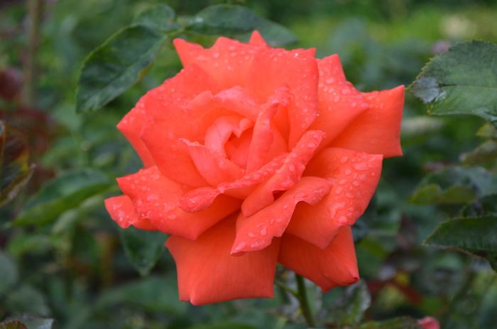 Rosa Tropicana