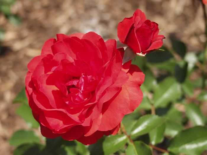 Rosa Trumpeter