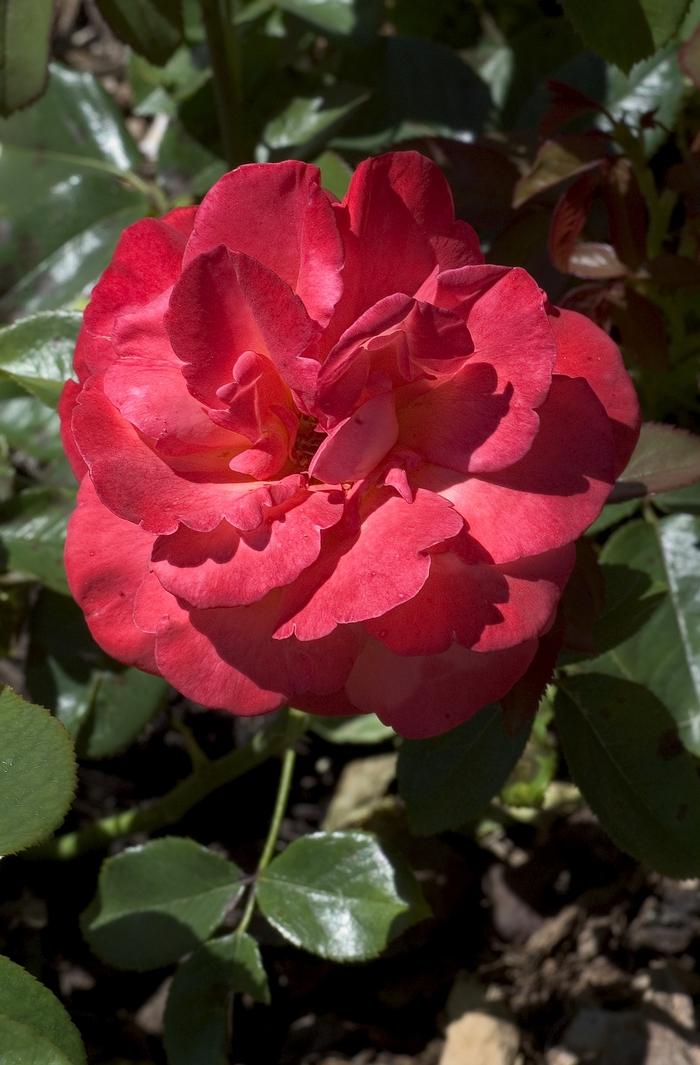 Rosa Voodoo